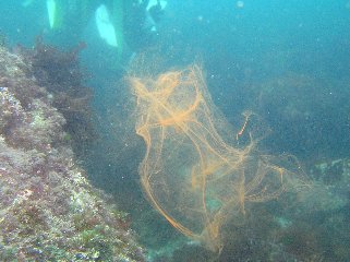 �L�̒��Ԃ̕����E����